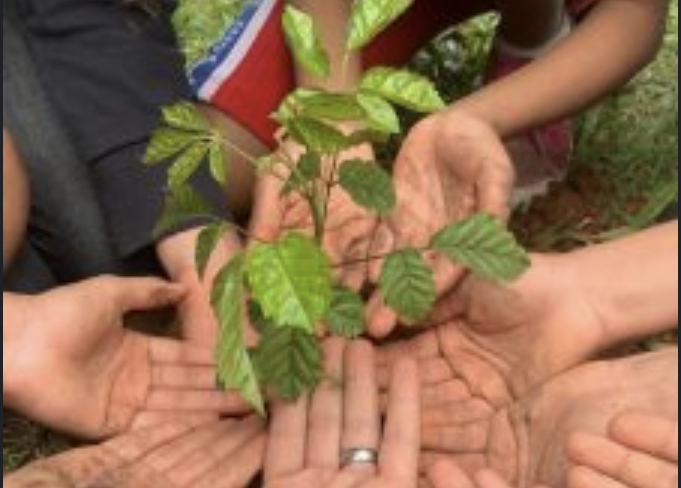 Programa Maricá+Verde faz doações de mudas nas praias este mês