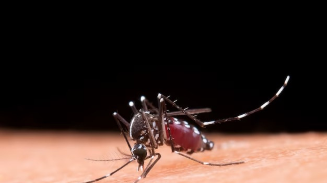 Casos de dengue no Brasil atingem 1,6 milhões de ocorrências. Veja dicas para evitar a proliferação do Aedes aegypti