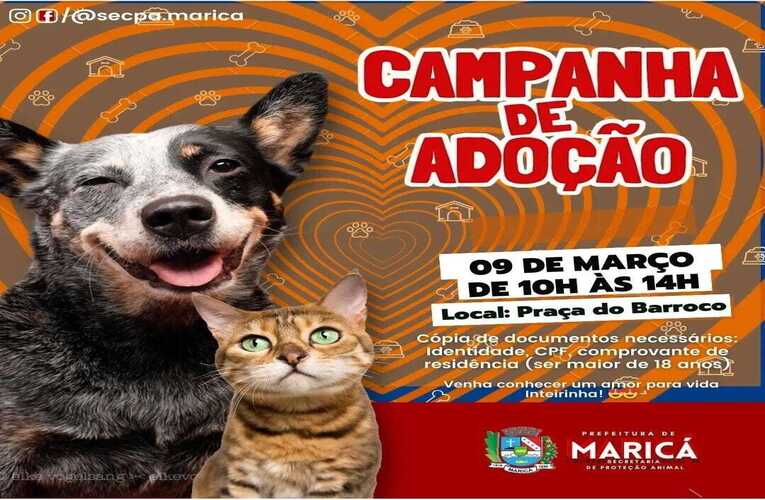 Edição especial de campanha de adoção de cães e gatos acontece em Itaipuaçu