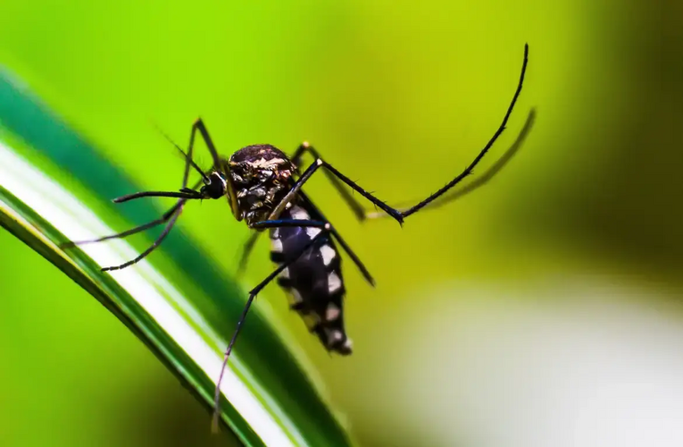 dengue em investigação