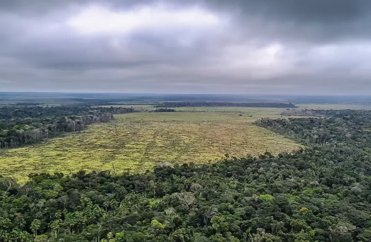 Prorrogada adesão a programa de combate ao desmatamento na Amazônia