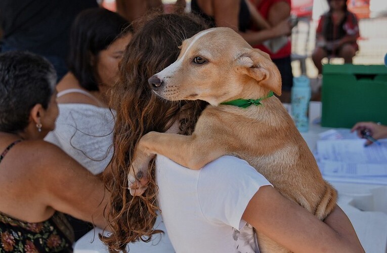 Proteção animal promoveu feira de adoção de cães e gatos em Itaipuaçu