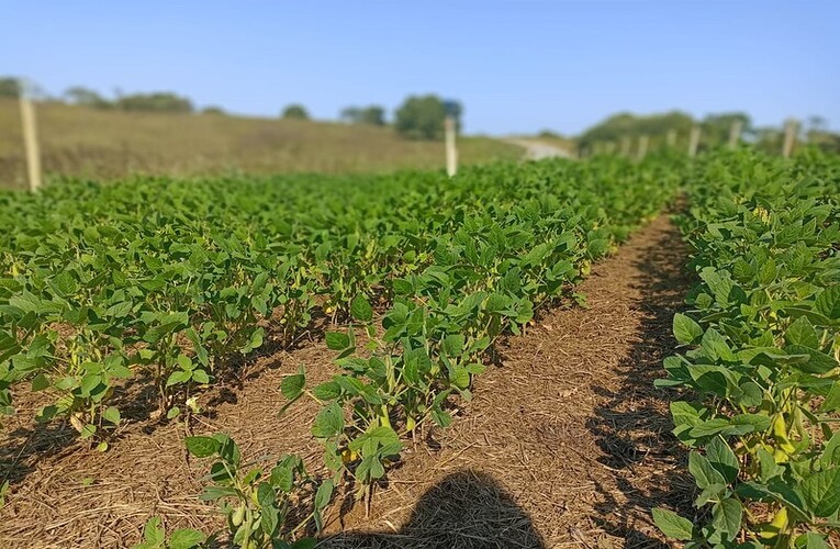 Soja asiática rica em vitaminas é produzida em Maricá