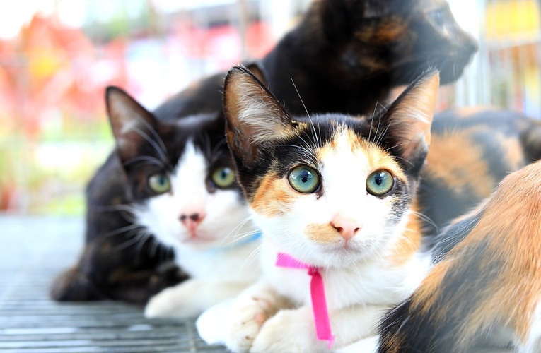 Proteção Animal promove inscrições para castração de cães e gatos nesta quinta-feira (09/05)