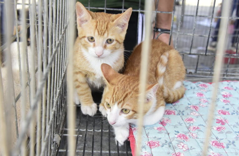 Feira de adoção de cães e gatos gera novo lar para 20 animais