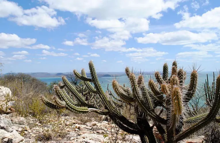 Governo vai criar 12 unidades de conservação na Caatinga