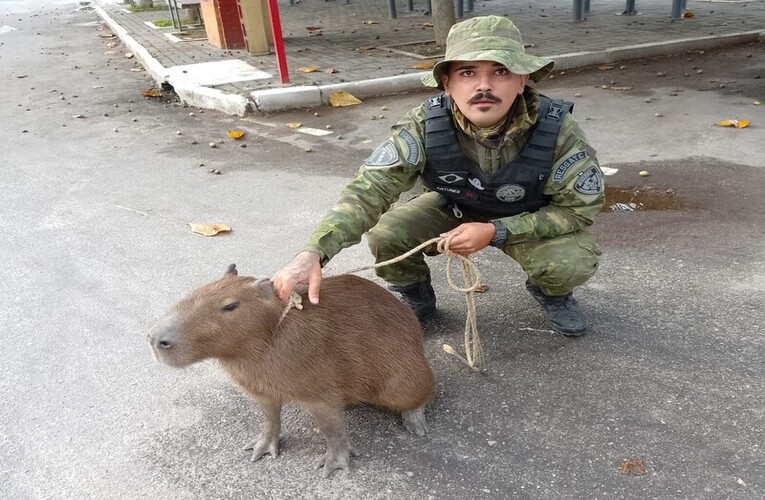 Guarda Municipal resgata capivara na Barra de Maricá