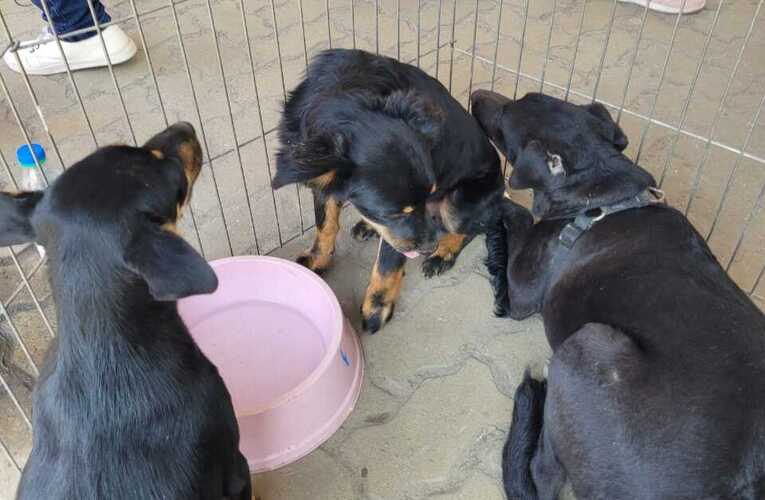 Feira de Adoção do Barroco dá novo lar a nove cães