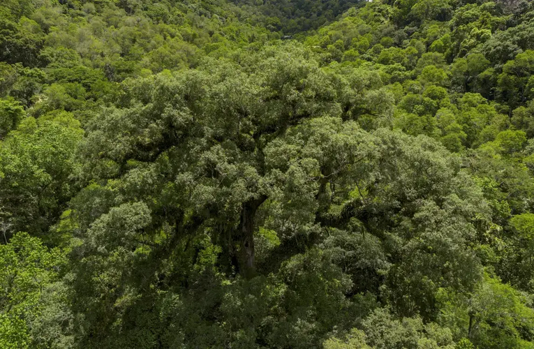 Socioambiental