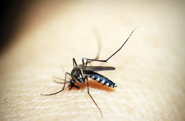 Chikungunya