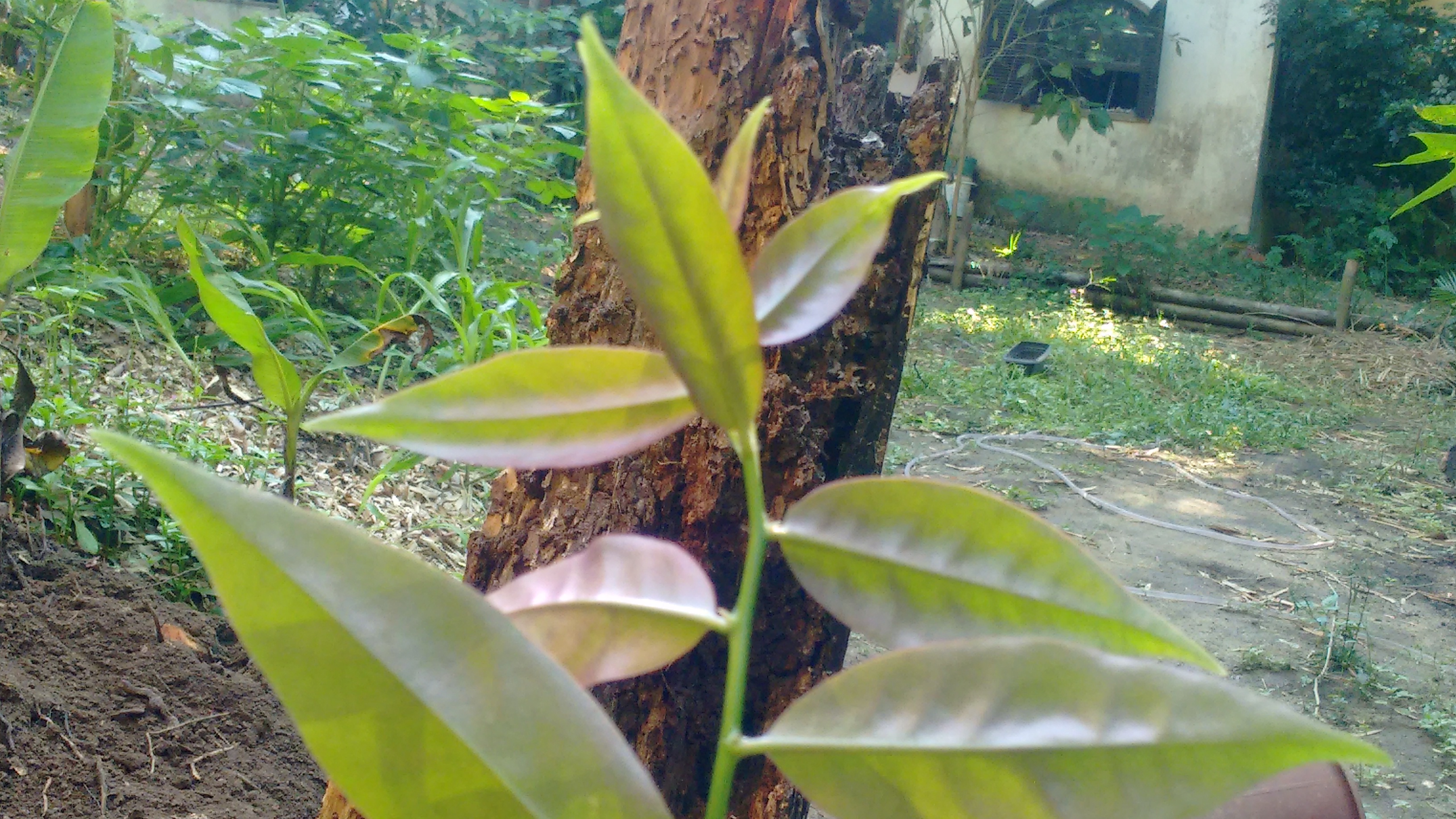 Ora-pro-nobis, a PANC Planta Alimentícia Não Convencional com alto nível de proteína