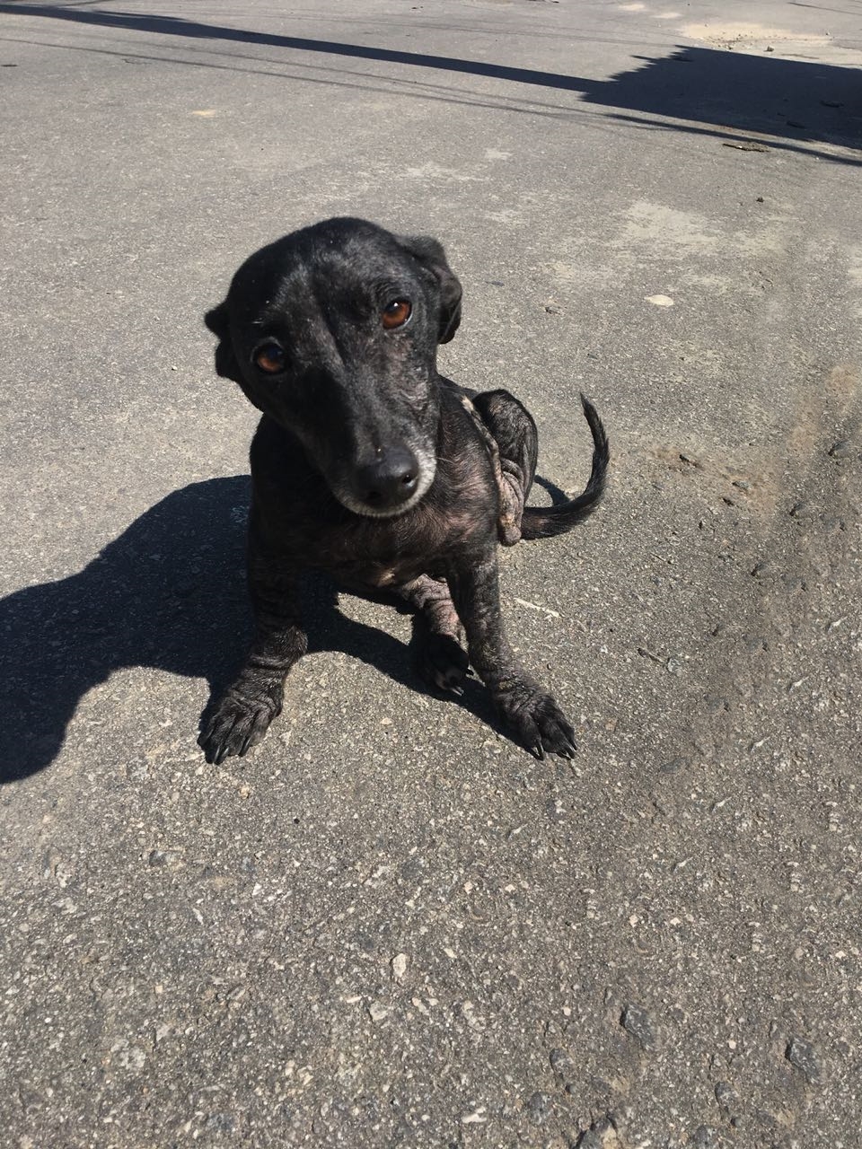 Lupita precisa de um lar: “Quem quer ficar comigo?”