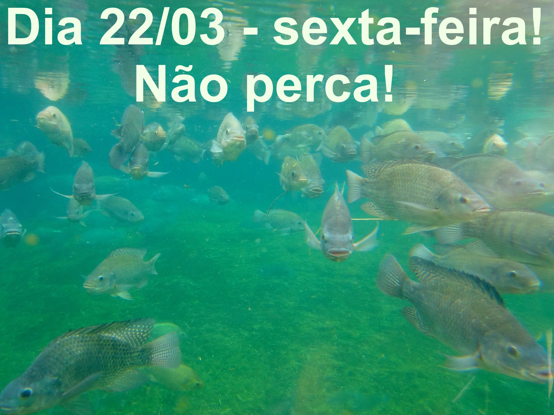 Piscicultura: 2ª palestra gratuita e Inauguração Posto FIPERJ