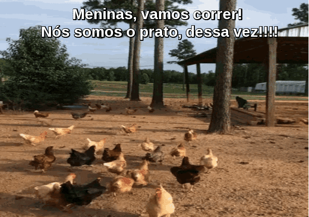 Galinha caipira no Espraiado de Portas Abertas