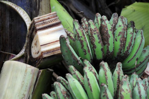 extinção da banana