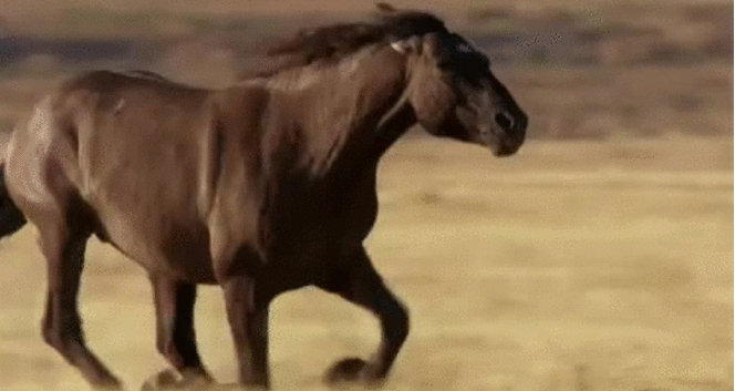 Diversão para toda idade – FaceNews  de 14 a 16/06