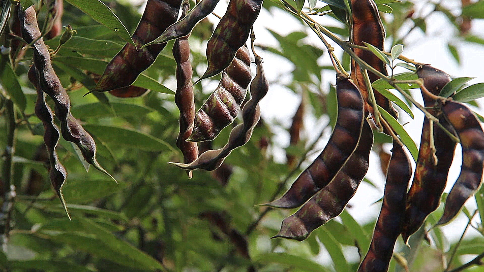 Sabores da Roça – Maricá na Barra da Tijuca