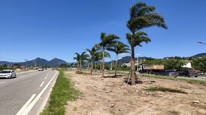 Palmeiras e ipês nos canteiros e ruas de Maricá
