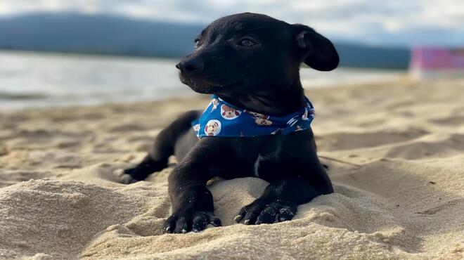 Sábado é dia de adoção de cães e gatos