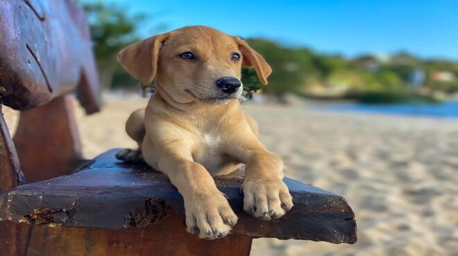 Maricá idealiza campanha para incentivar adoção de animais on-line