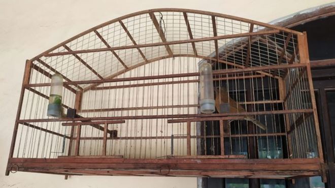 Proteção Animal fiscaliza posse ilegal de animais silvestres na Barra de Maricá