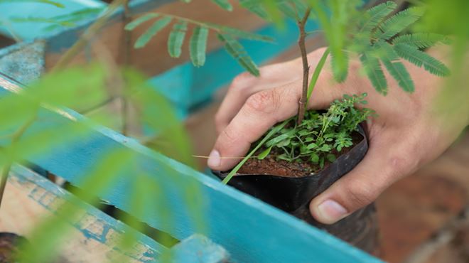 Maricá+Verde divulga calendário de distribuição de mudas