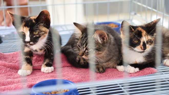 Coordenadoria de Proteção Animal realiza primeira campanha de adoção de 2021