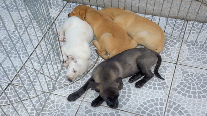 Proteção Animal realiza campanha de adoção