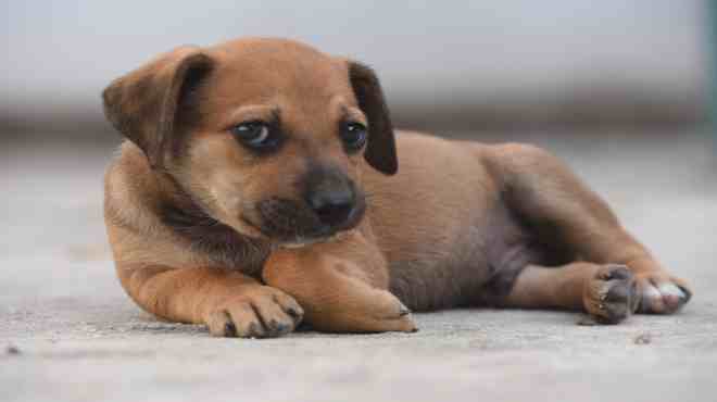 Prefeitura anuncia ampliação do programa de castração de animais