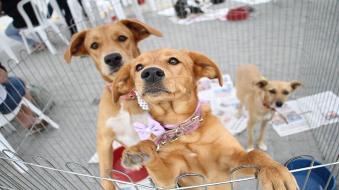 Campanha de adoção de animais acontece neste domingo