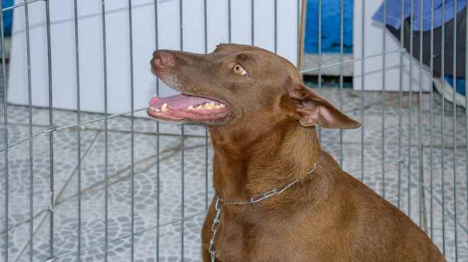 Nova lei municipal visa garantir controle populacional de animais de rua