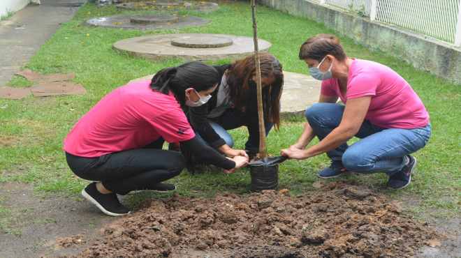 Maricá distribui 100 mudas de ipê-rosa em Cordeirinho