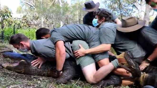 Jacaré “viciado em sexo” é contido por 12 tratadores na Austrália