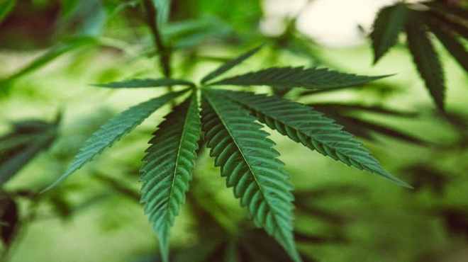 Novo medicamento à base de canabidiol é liberado pela Anvisa