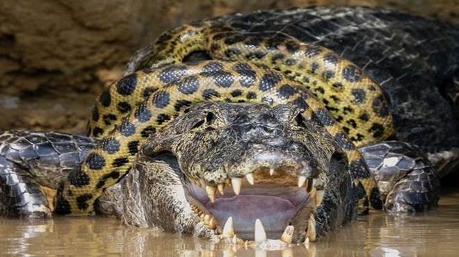 Fotógrafo flagra luta entre jacaré e sucuri no Pantanal