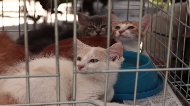 Feira de adoção consegue lar para 28 animais