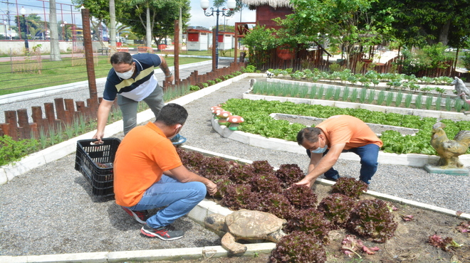 Agricultura promove colheita de vegetais e hortaliças na Praça Agroecológica de Guaratiba