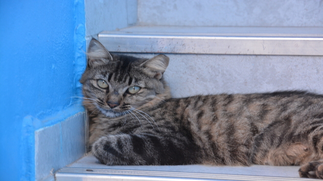 Dia Nacional dos Animais: Maricá mantém rede de proteção