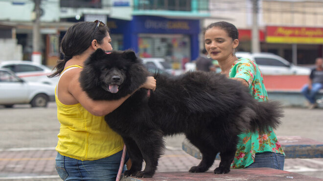 Proteção Animal oferece programação para estudantes e médicos veterinários