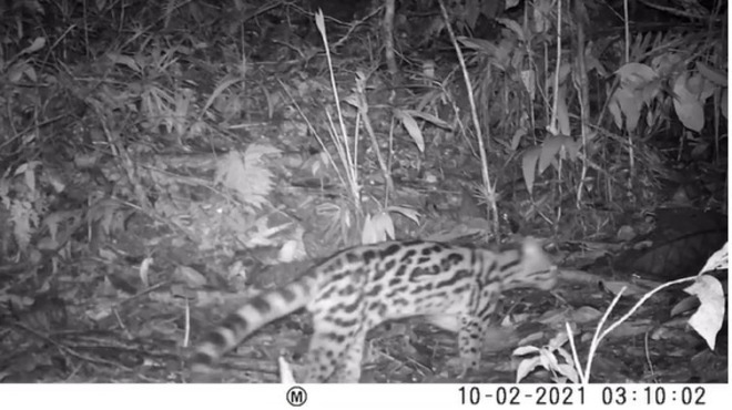 Onça-parda extinta há mais de um século é vista no litoral de Maricá