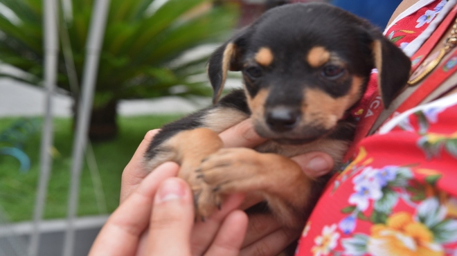 Trinta animais estarão disponíveis para adoção responsável no domingo