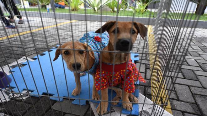 Campanha de adoção de animais aconteceu neste domingo (26/06)