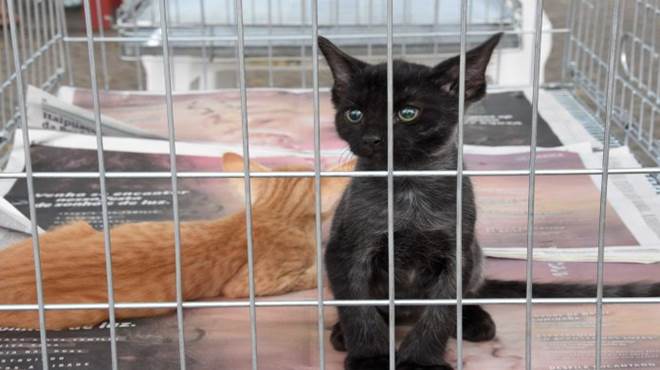 Proteção Animal promove feira de adoção neste domingo (17/07)