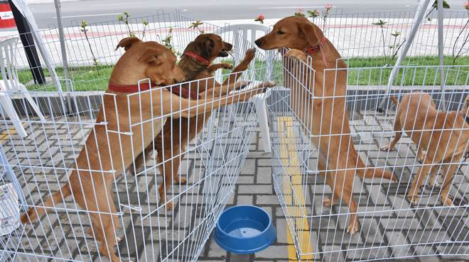 Semana da Proteção Animal