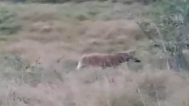 Lobo-guará é flagrado em Maricá