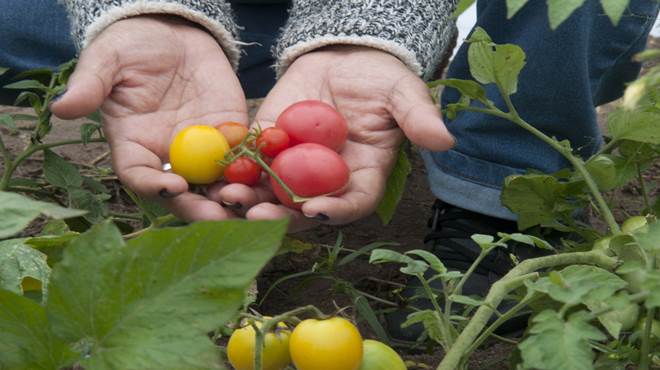 agricultores de Maricá