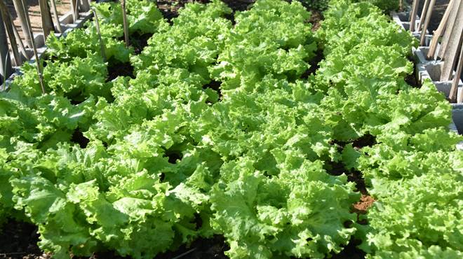 Cultivo de tilápia e hortaliças nas escolas é a nova aposta da Secretaria de Educação de Maricá junto à Biotec