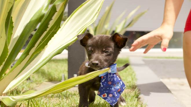 Proteção Animal realiza primeiro desfile de Fantasia Pet em Maricá