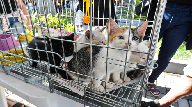 Estrada do Caxito recebe campanha de adoção de cães e gatos neste sábado (22/10)