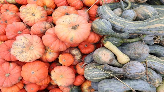 cinco toneladas de abóboras